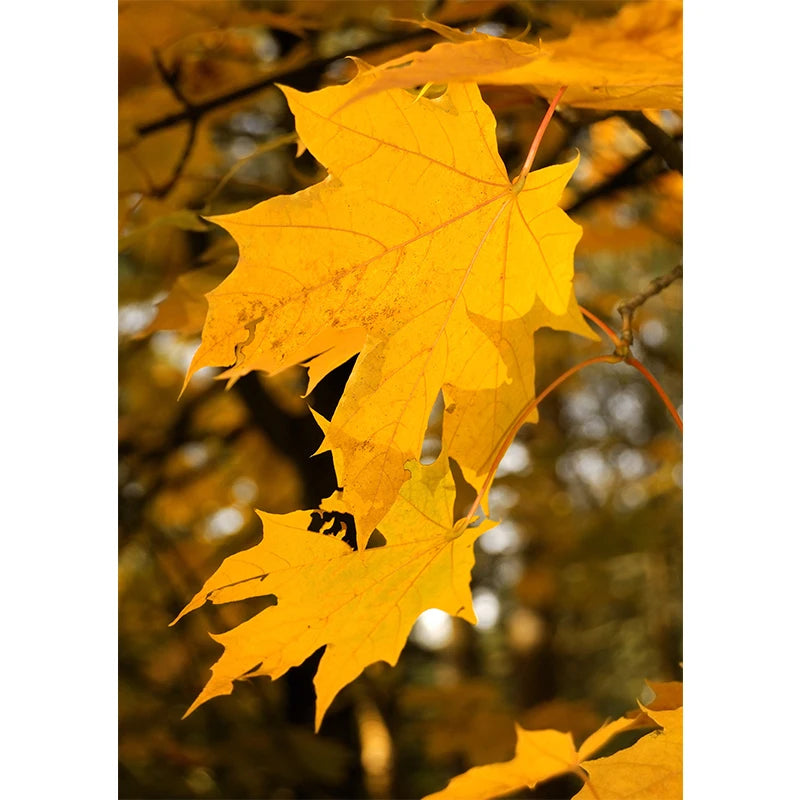 イベント・ハロウィングッズ|秋の風景キャンバスアート