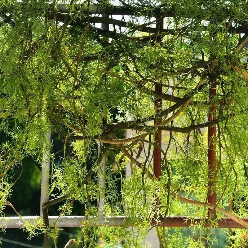 cm・人工植物・ブラックボーン・マンゴーのつる