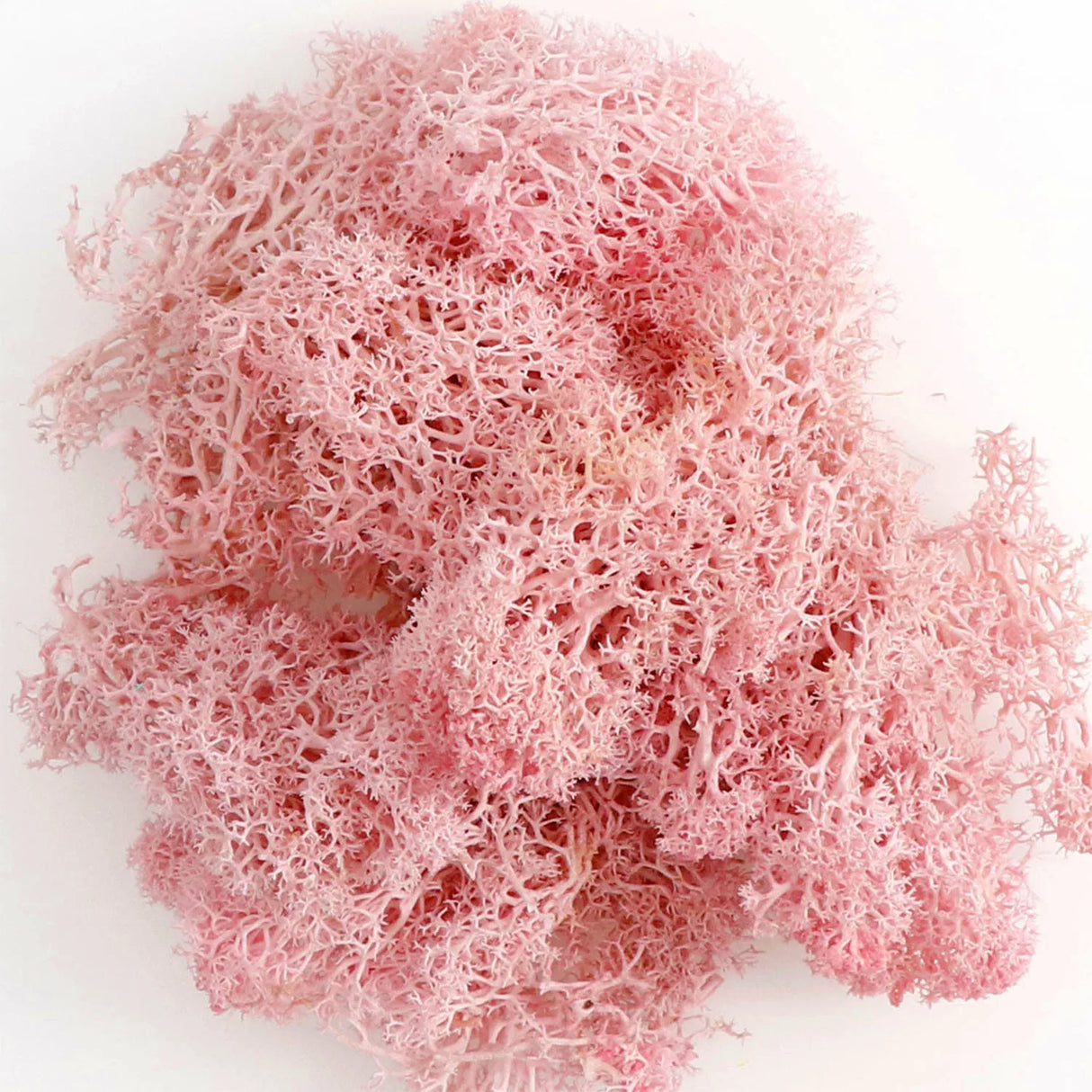 500g・1000g・ミニ風景フェイクグラス・永遠の命