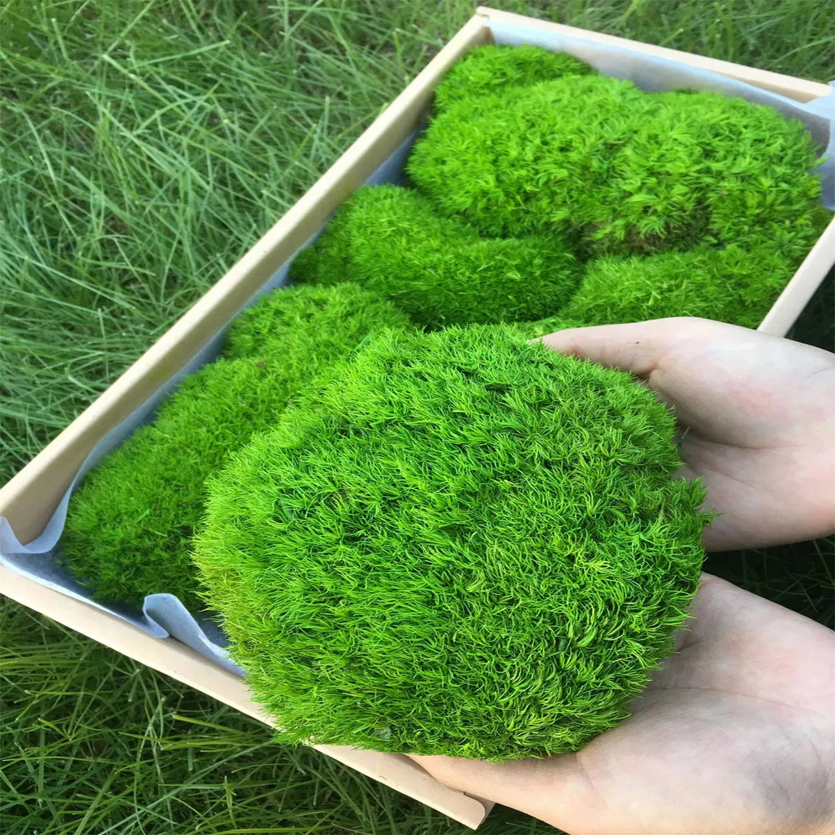 500g・1000g・ミニ風景フェイクグラス・永遠の命