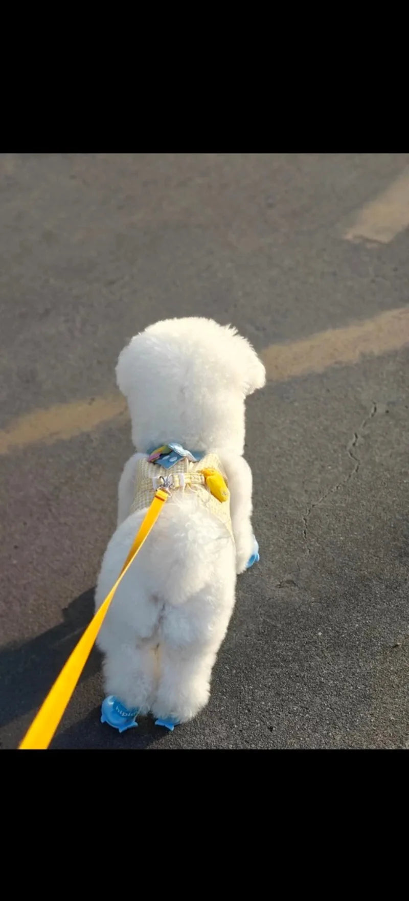 小型・中型犬用ペットハーネスリーシュセット