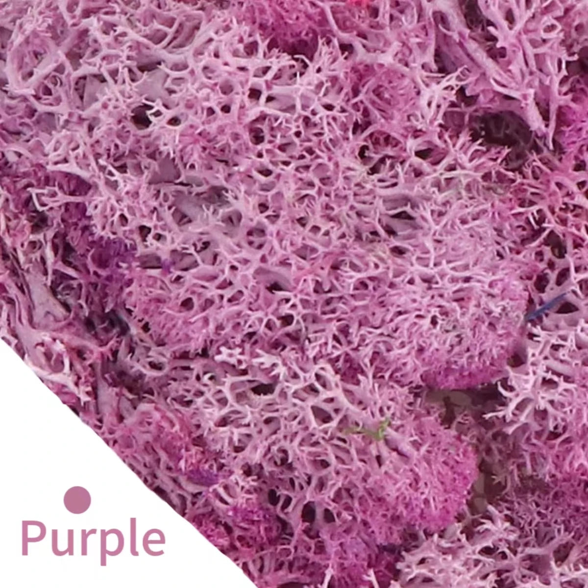 500g・1000g・ミニ風景フェイクグラス・永遠の命