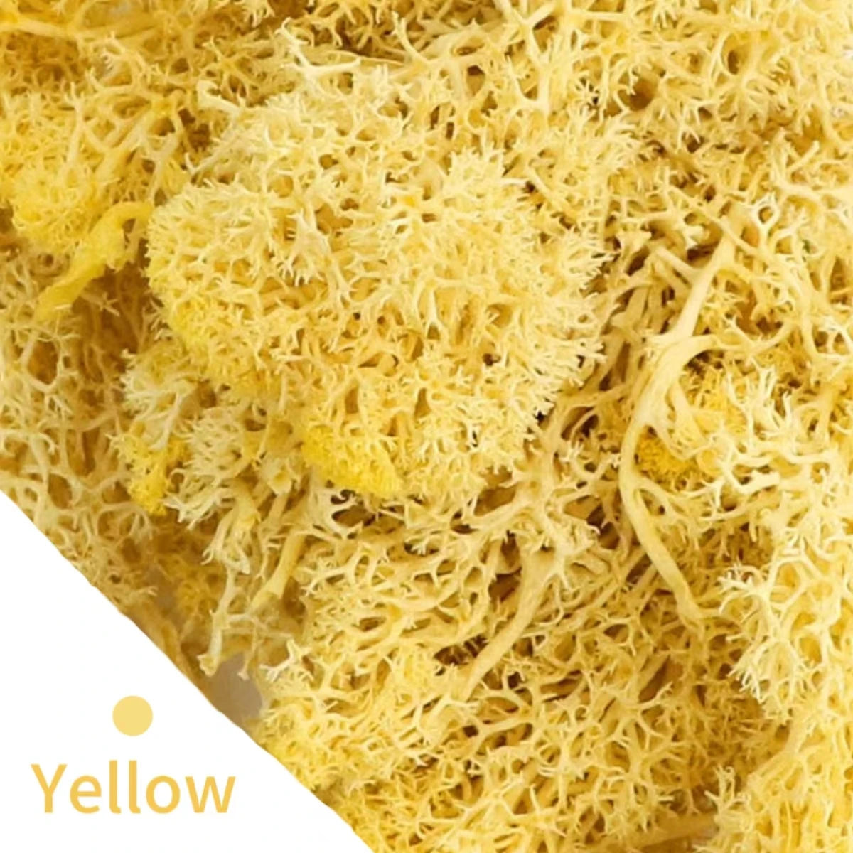 500g・1000g・ミニ風景フェイクグラス・永遠の命