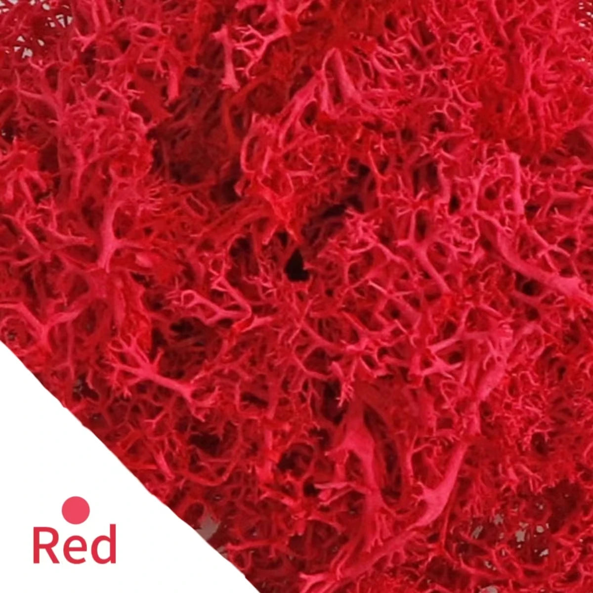 500g・1000g・ミニ風景フェイクグラス・永遠の命