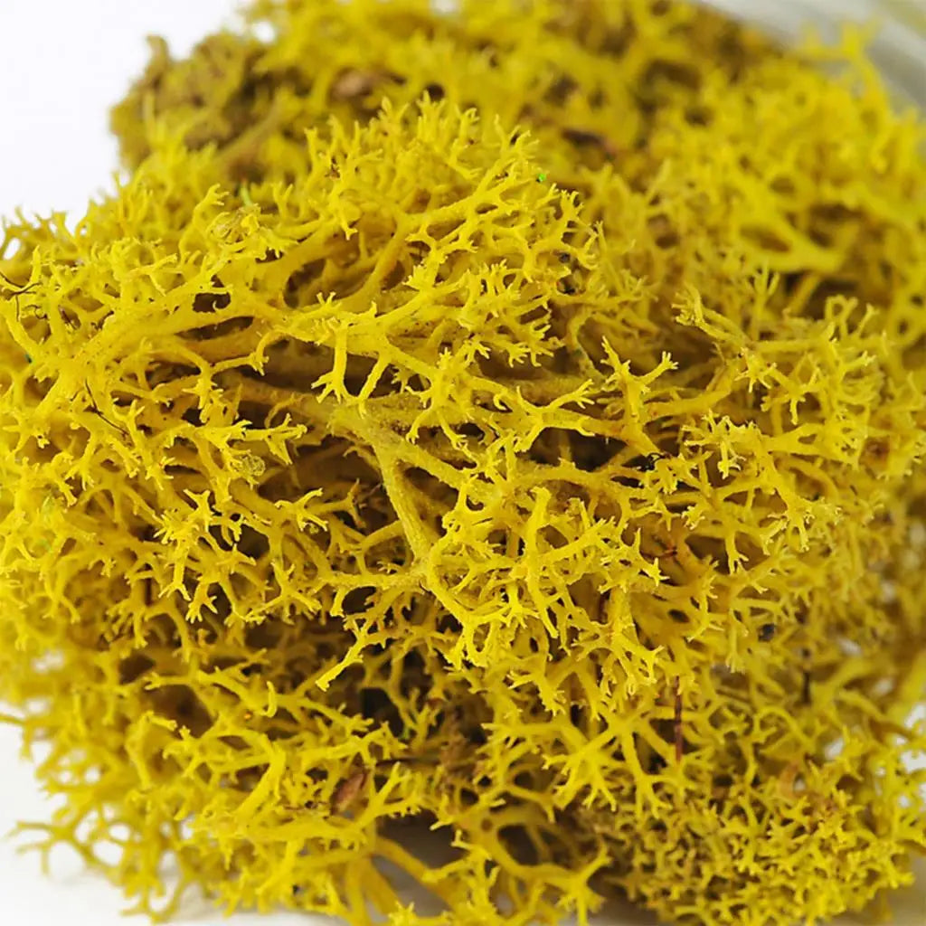 500g・1000g・ミニ風景フェイクグラス・永遠の命