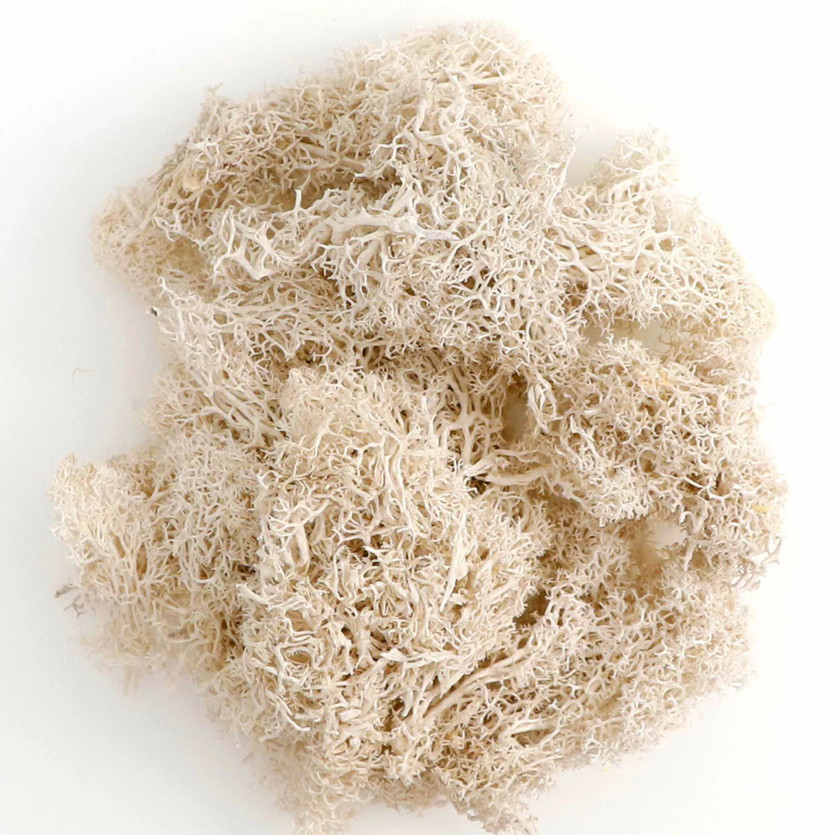 500g・1000g・ミニ風景フェイクグラス・永遠の命