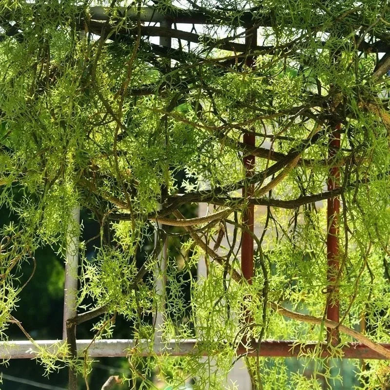 cm・人工植物・ブラックボーン・マンゴーのつる