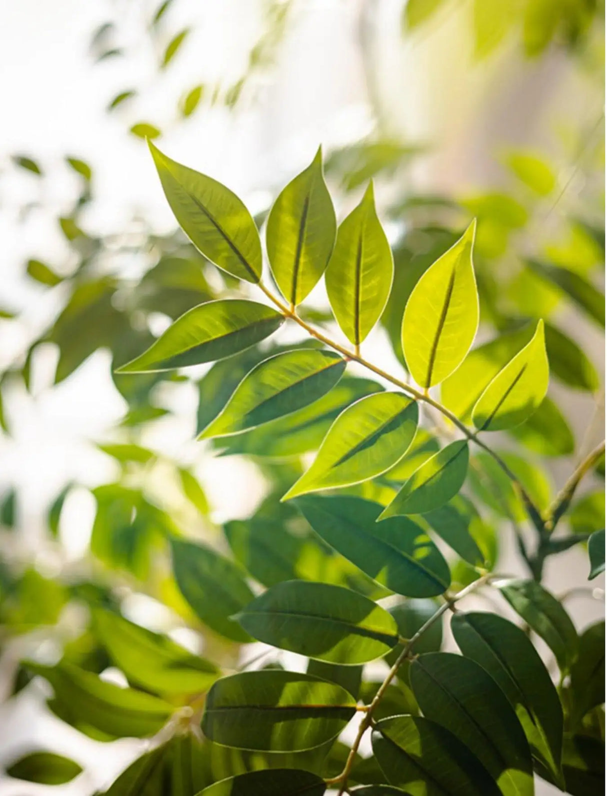 イベント・ハロウィングッズ|人工ガジュマルの木 92〜120cm ホームデコレーション