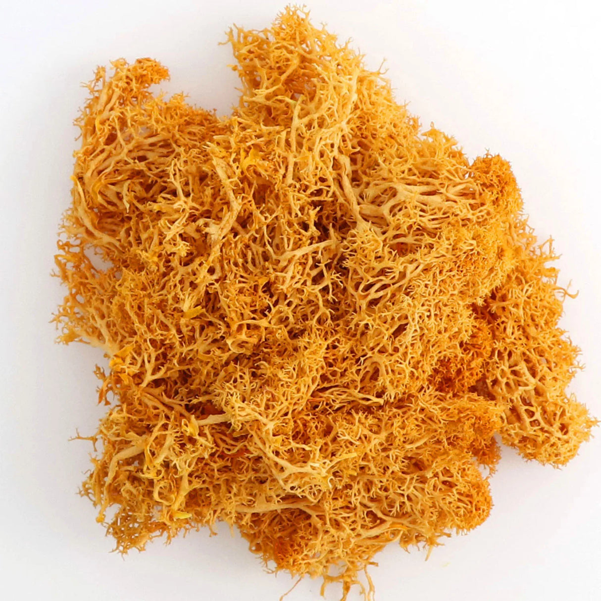 500g・1000g・ミニ風景フェイクグラス・永遠の命