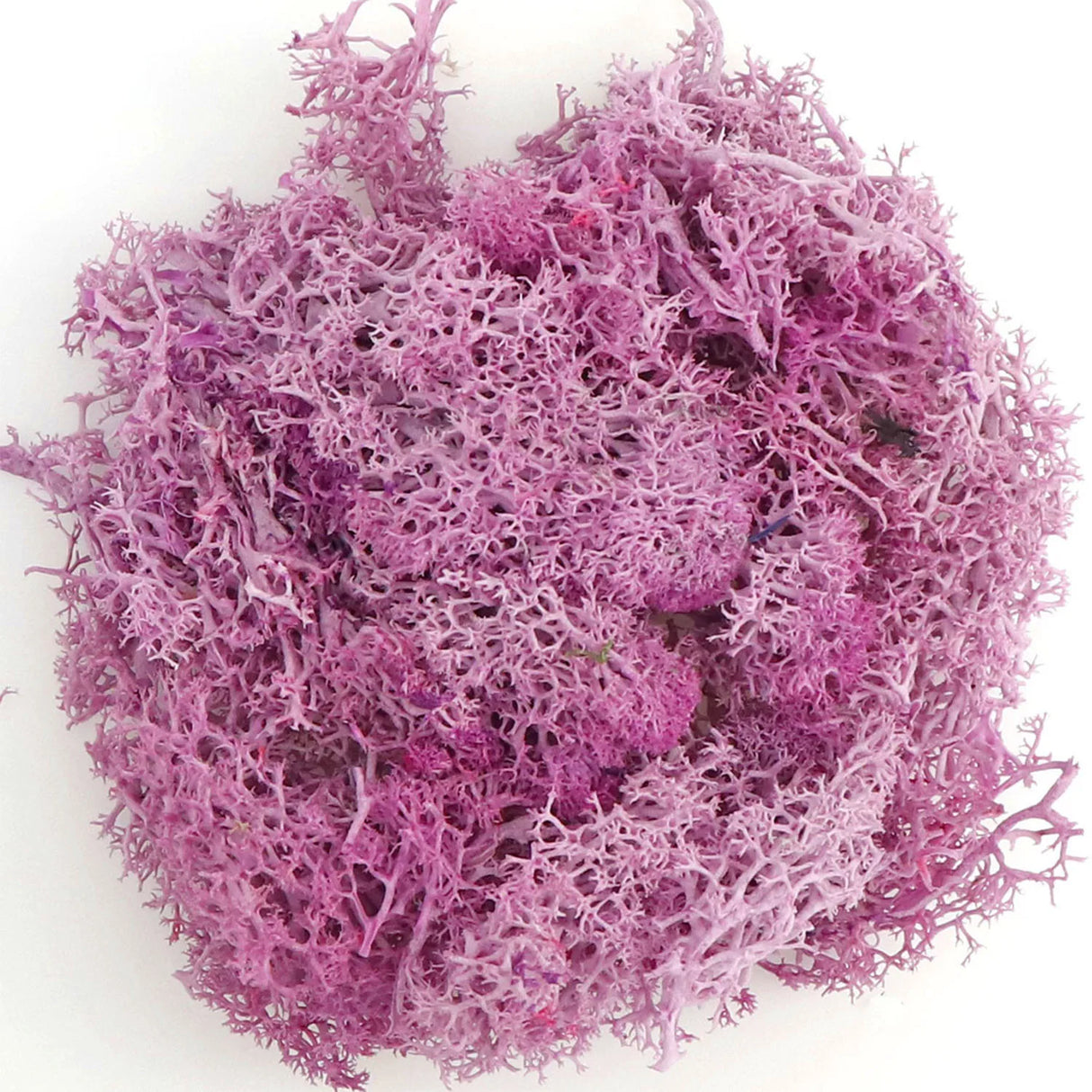 500g・1000g・ミニ風景フェイクグラス・永遠の命