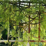 cm・人工植物・ブラックボーン・マンゴーのつる