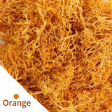 500g・1000g・ミニ風景フェイクグラス・永遠の命