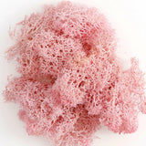 500g・1000g・ミニ風景フェイクグラス・永遠の命