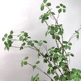 【S/M/Lサイズ】人工グリーンつる植物（枝タイプ）