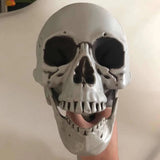 イベント・ハロウィングッズ｜可動式頭蓋骨スケルトン像