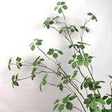 【S/M/Lサイズ】人工グリーンつる植物（枝タイプ）