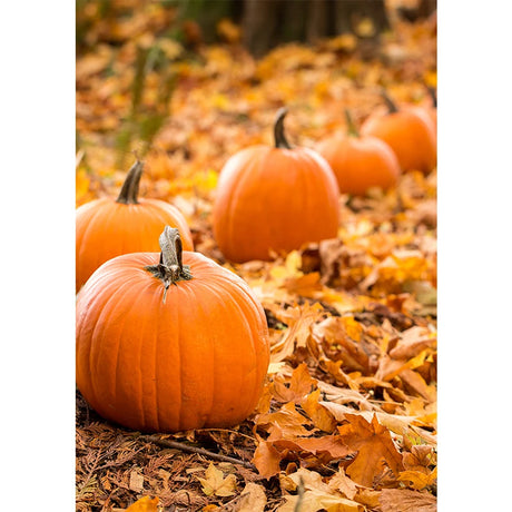 イベント・ハロウィングッズ｜秋の風景キャンバスアート