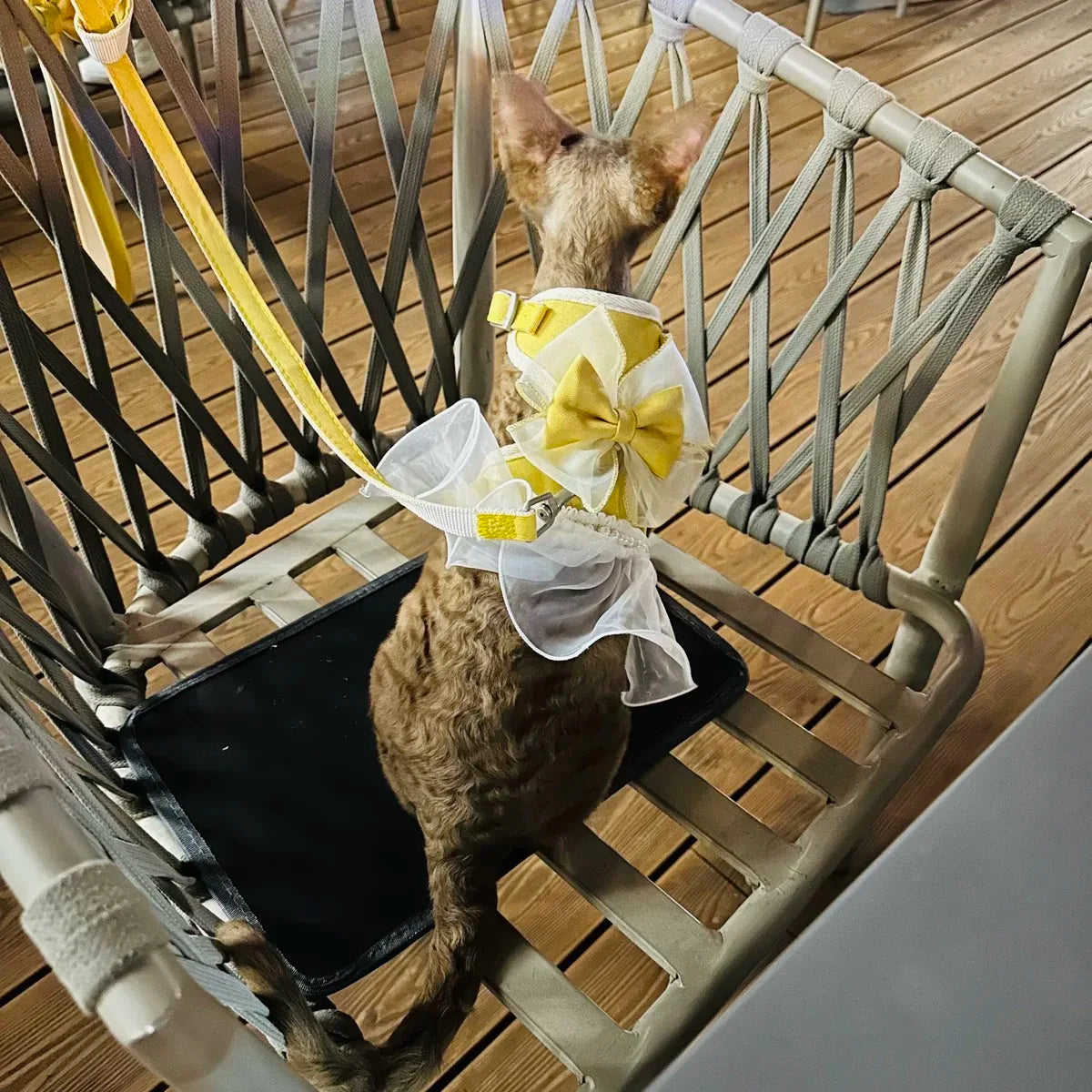 イベント・パーティーグッズ｜蝶結びデザインの猫用ハーネスリーシュ