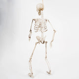 イベント・ハロウィングッズ｜70cm ホラー スケルトン