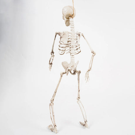 イベント・ハロウィングッズ｜70cm ホラー スケルトン