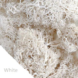 500g・1000g・ミニ風景フェイクグラス・永遠の命